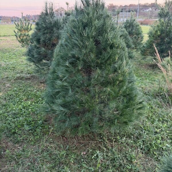 mcculleys-amazin-acres-sparta-tn