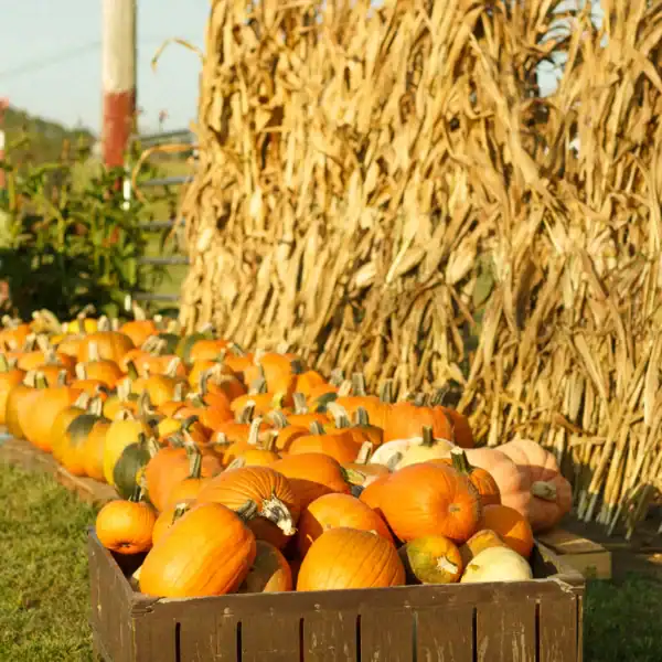 mcculleys-amazin-acres-sparta-tn