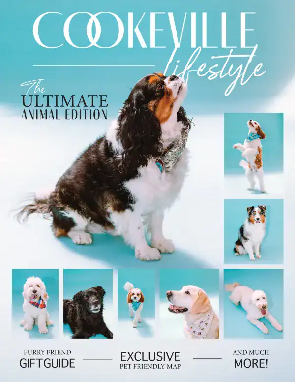 Adorable Cavalier King Charles Spaniel dog, featured on a magazine cover, highlighting pet-friendly.